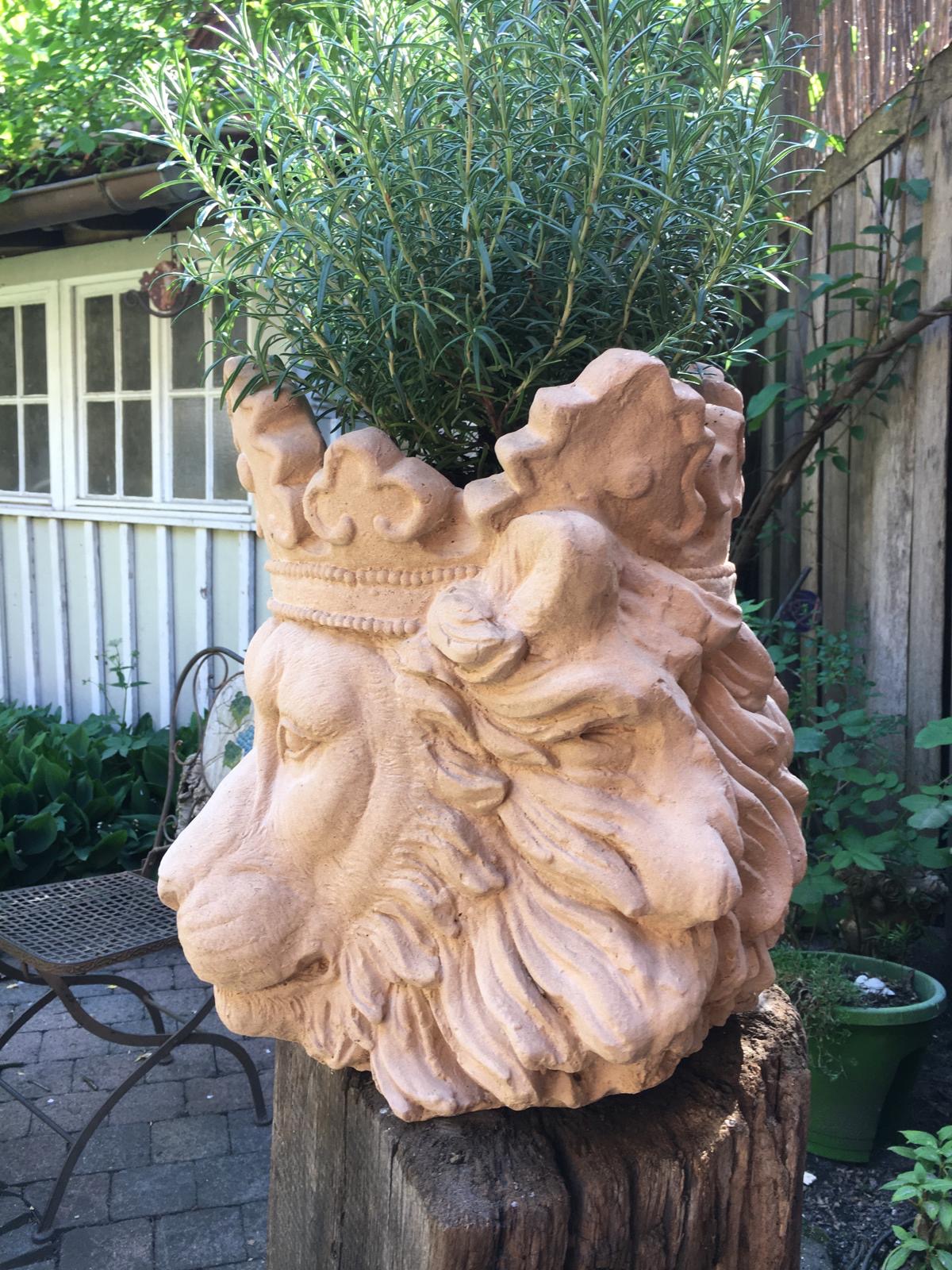 Löwenkopf zum Bepflanzen