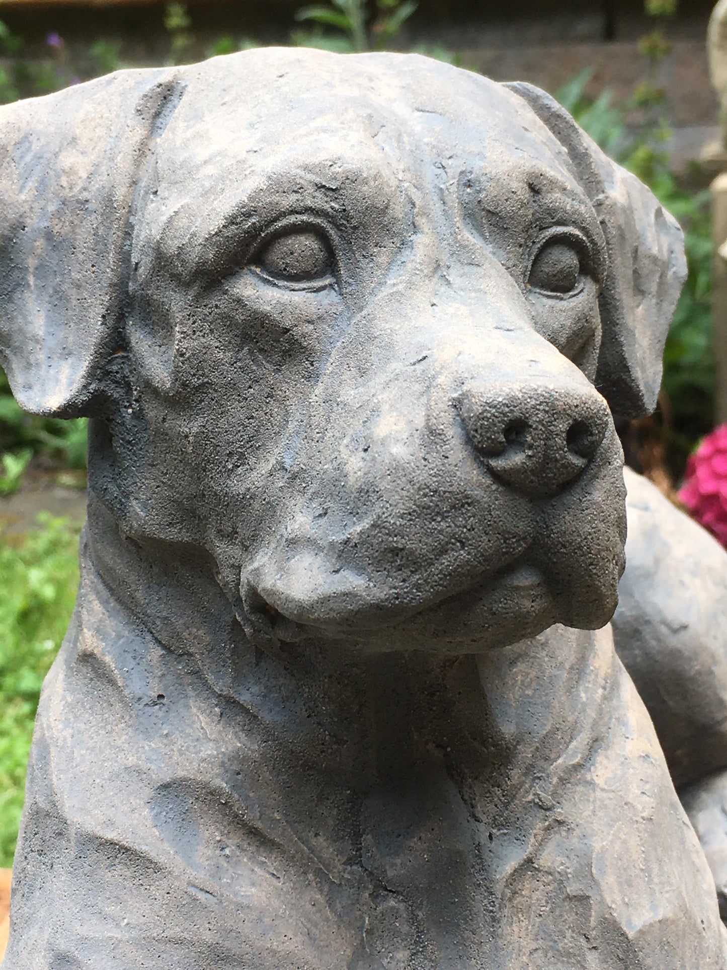 Labrador, golden Retriever,, Rottweiler, Mastiff ,Rhodesian ,Ridgeback