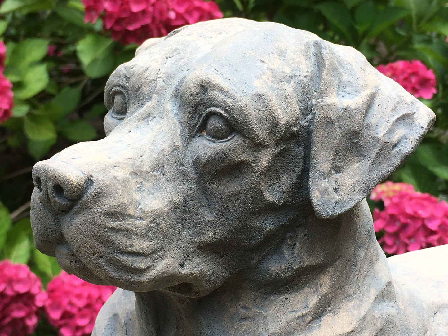 Labrador, golden Retriever,, Rottweiler, Mastiff ,Rhodesian ,Ridgeback