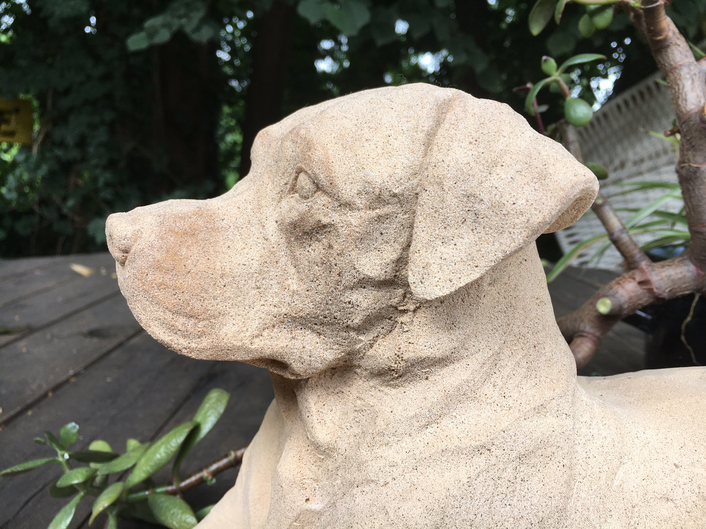 Labrador, golden Retriever,, Rottweiler, Mastiff ,Rhodesian ,Ridgeback