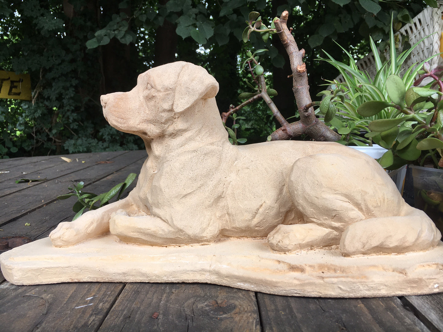 Labrador, golden Retriever,, Rottweiler, Mastiff ,Rhodesian ,Ridgeback