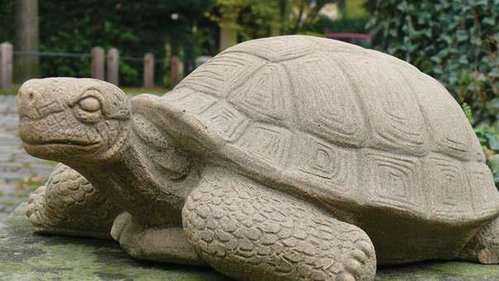 Große Schildkröte