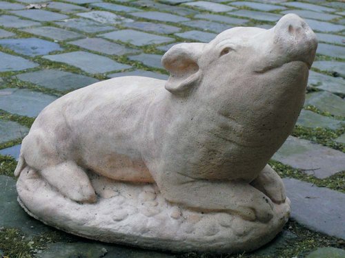 Schwein