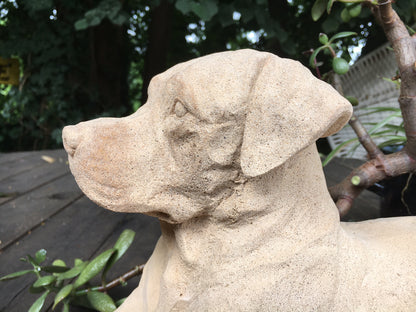 Labrador, golden Retriever,, Rottweiler, Mastiff ,Rhodesian ,Ridgeback